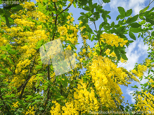 Image of laburnum