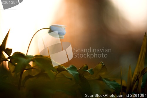 Image of Anemone nemorosa - single white flower