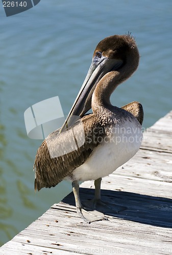 Image of Pelican on Dock