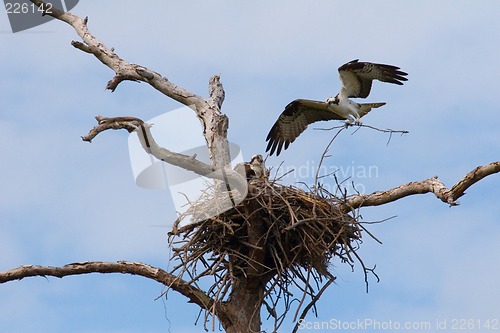 Image of Osprey Nest