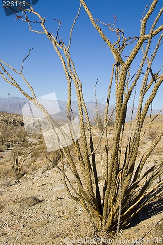 Image of Ocotillo