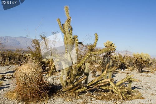 Image of Cactus