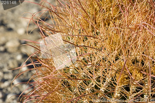 Image of Barrel Cactus