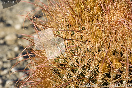 Image of Barrel Cactus