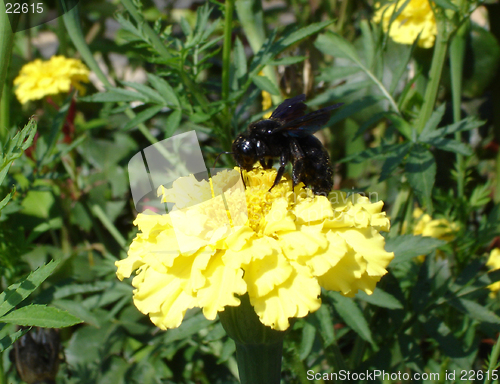 Image of Bee on a flower