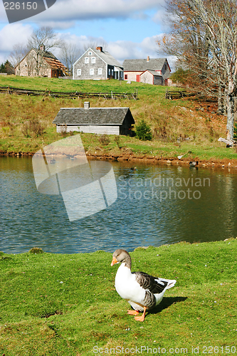 Image of Duck in front of a pond