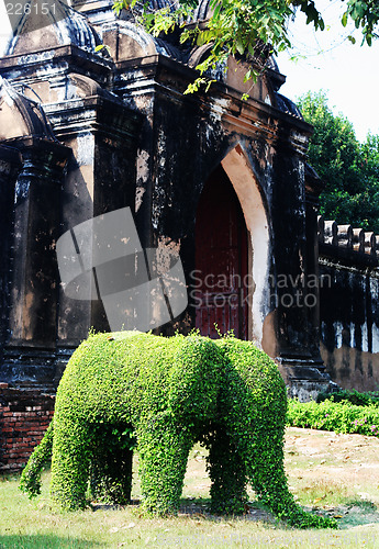 Image of Elephant plant