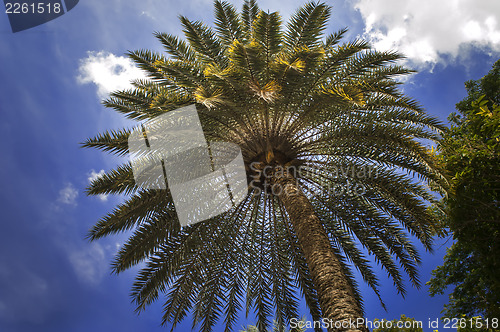 Image of Phoenix Sylvestris.