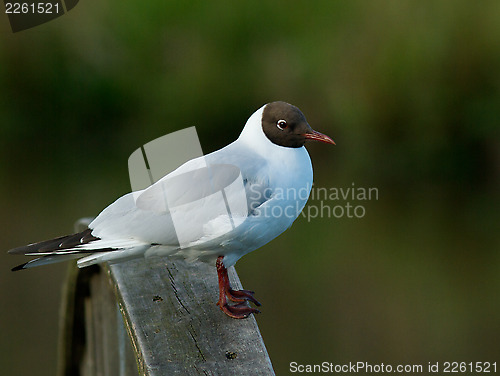 Image of Black-headed Gul