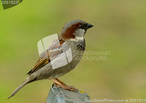 Image of House sparrow