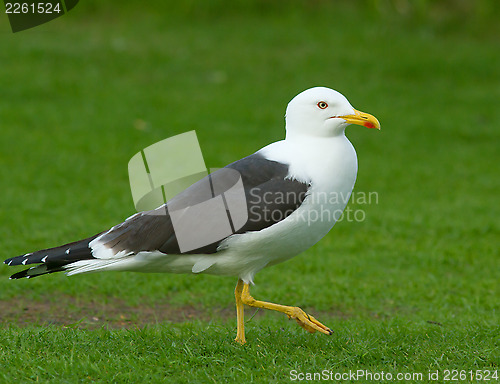 Image of Lesser Black-backed Gull