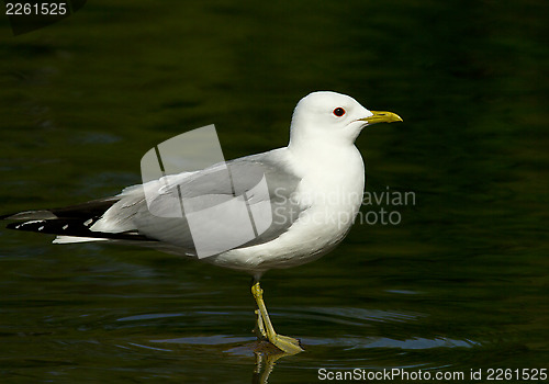 Image of common gull