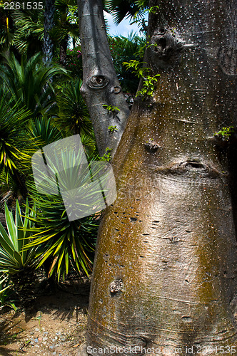 Image of Trunks Bottle Trees.