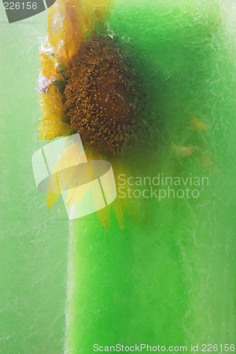 Image of Frozen yellow sunflower