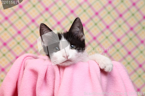 Image of Curious Kitten on a Pink Soft Background