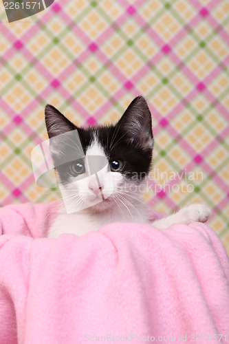 Image of Curious Kitten on a Pink Soft Background