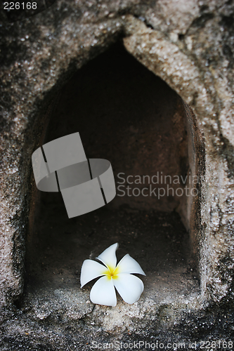 Image of White fragapani flower