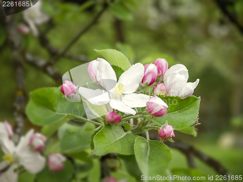 Image of apple blossom