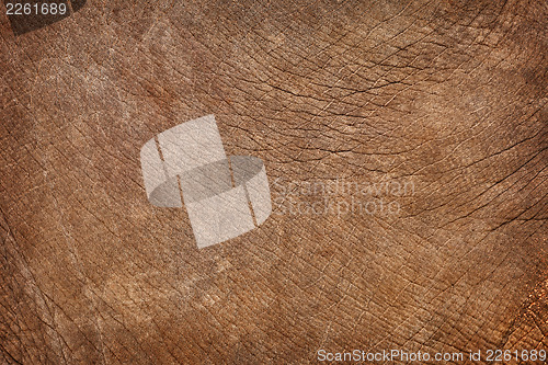 Image of Skin of young elephant - natural background