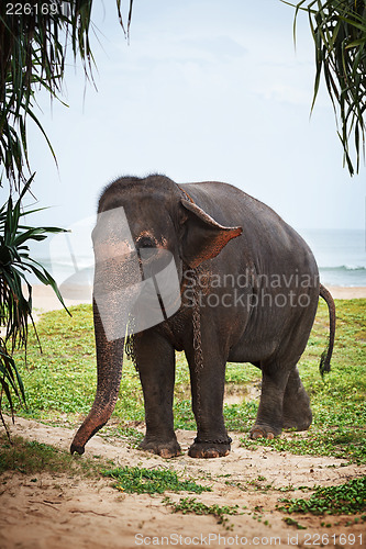 Image of Young elephant on the beach