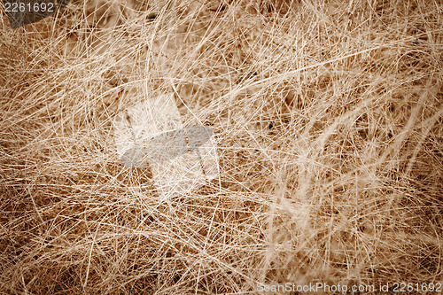 Image of Coconut fiber - material for making ropes and mats