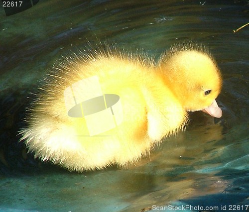 Image of Baby Duck