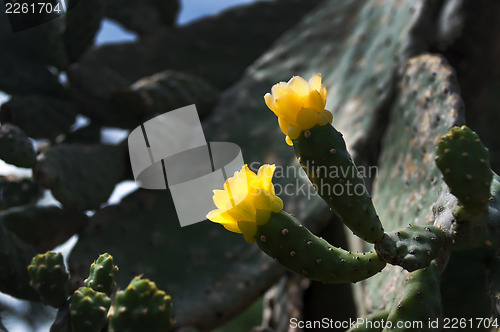 Image of Two flowers of Succulents.