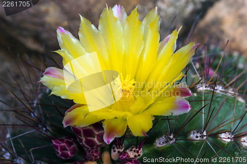 Image of Flower of Echinocactus.