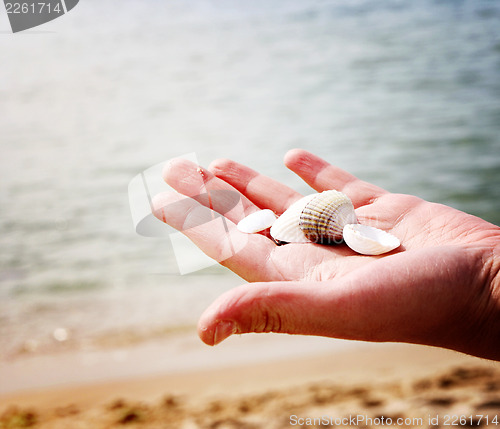Image of Scallop