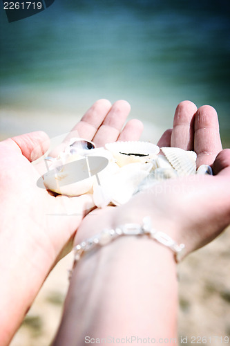 Image of Scallop