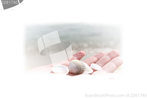 Image of Scallop