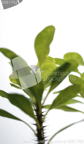 Image of Leafs