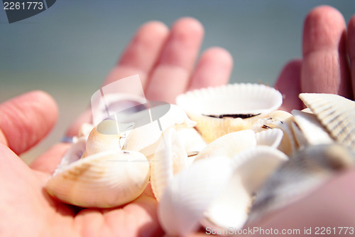 Image of Scallop