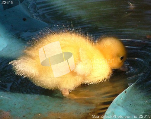 Image of Baby Duck Drinking