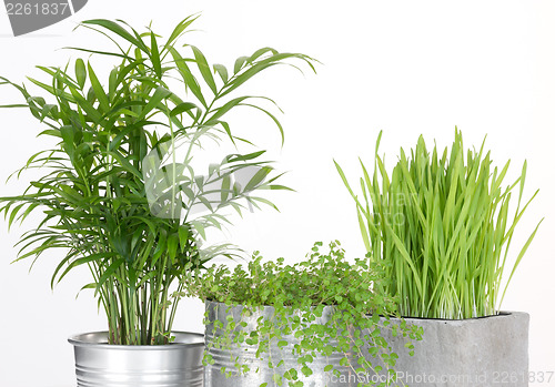 Image of Beautiful green plants in pots