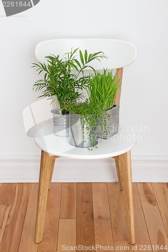 Image of Green plants on white chair