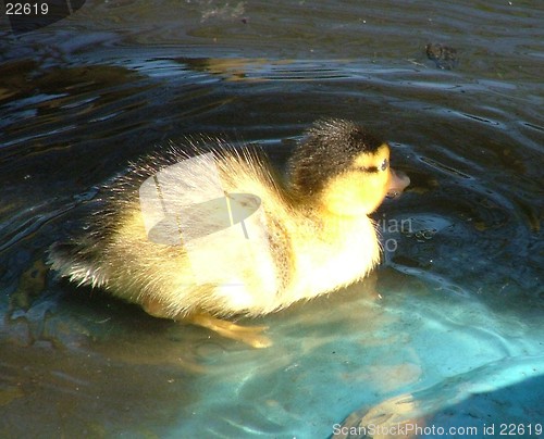 Image of Baby Duck Swimming