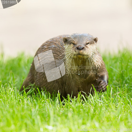 Image of Wet otter is standing in the green grass