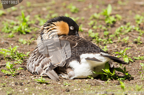 Image of Red-breasted Goose sleeping