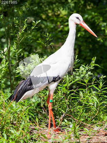 Image of Adult stork in its natural habitat