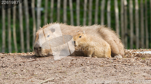 Image of Close up of a Capybara and a baby