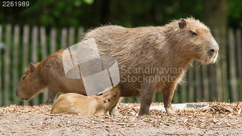 Image of Close up of a Capybara and a baby