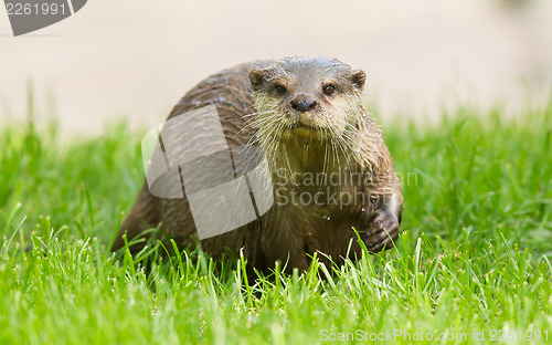 Image of Wet otter is standing in the green grass