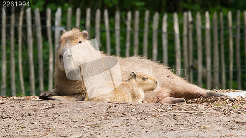 Image of Close up of a Capybara and a baby