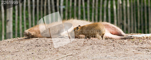 Image of Close up of a Capybara and a baby