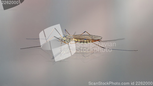 Image of Crane fly also known as Daddy Long Legs