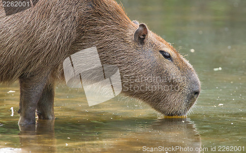 Image of Capybara drinking at a pond