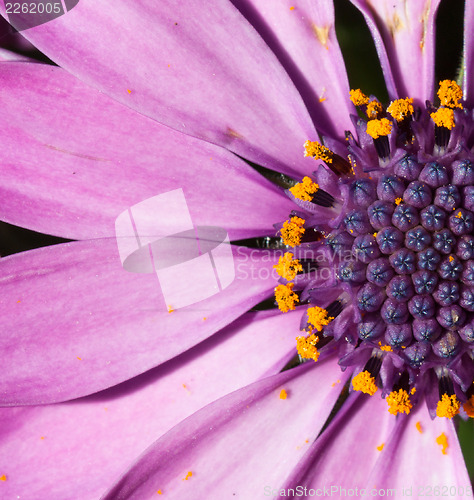 Image of Close-up of a purple flower