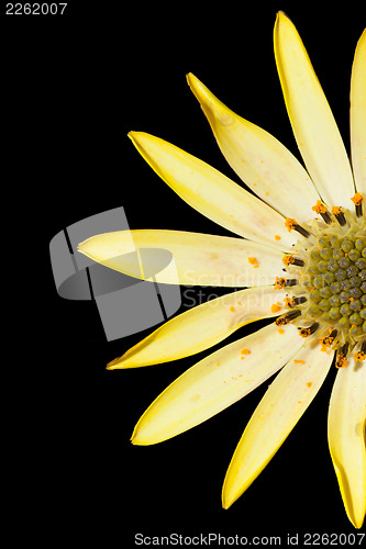 Image of Yellow flower isolated