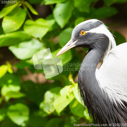 Image of Adult demoiselle Crane